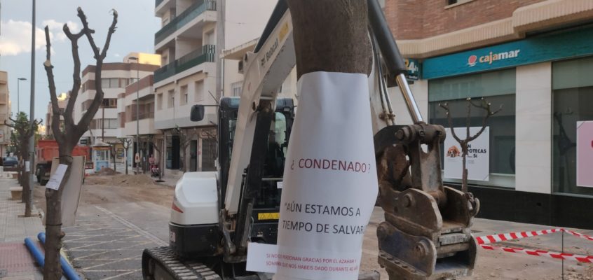 El PSOE de El Ejido lamenta una vez más las formas del equipo de gobierno de PP y VOX al no ofrecer información a los vecinos y sorprenderles con el cambio de arbolado en el centro