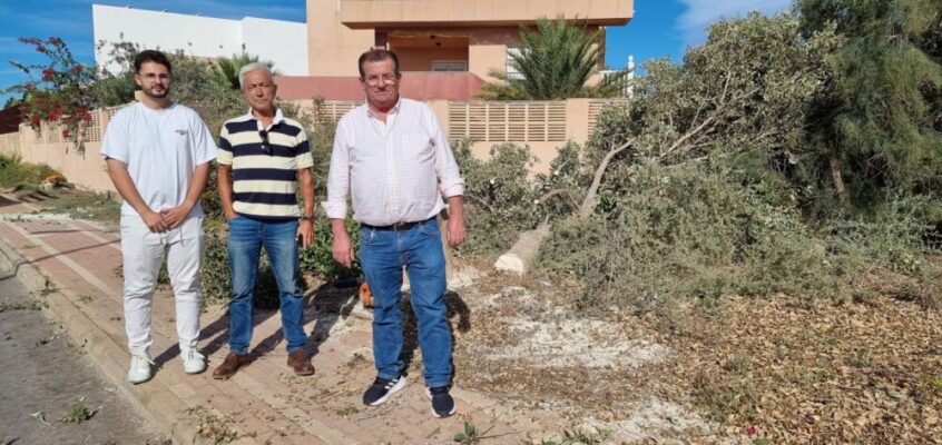 El PSOE de El Ejido exige explicaciones tras la tala de más de cien árboles maduros en Almerimar